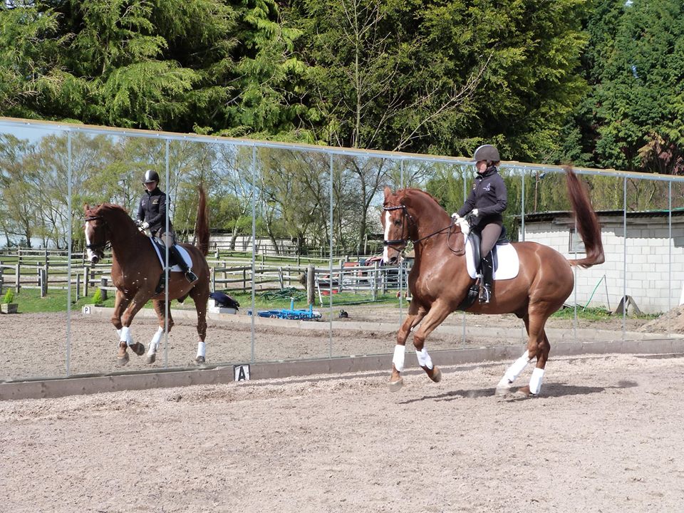 mirrors for training arena mirrors