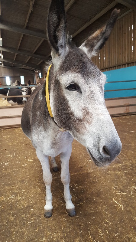 mollichaff donkey image