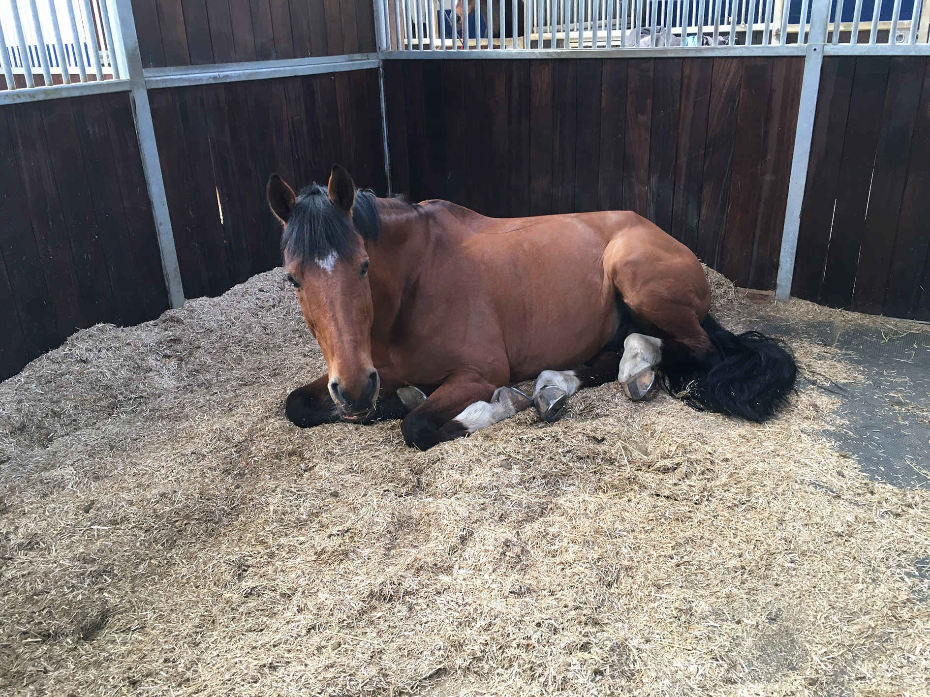 Horse in miscanthus beding