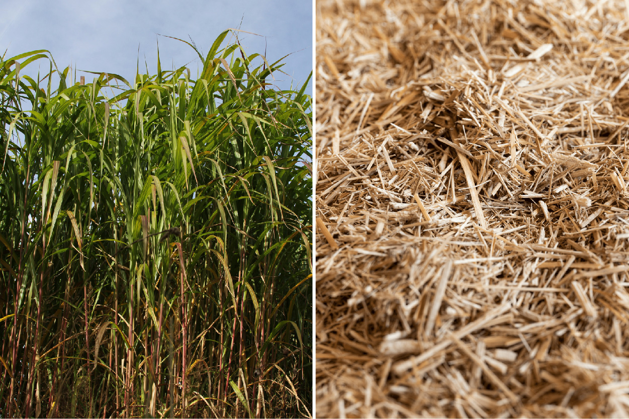 terravesta miscanthus growing