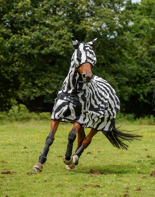 bucas zebra rug