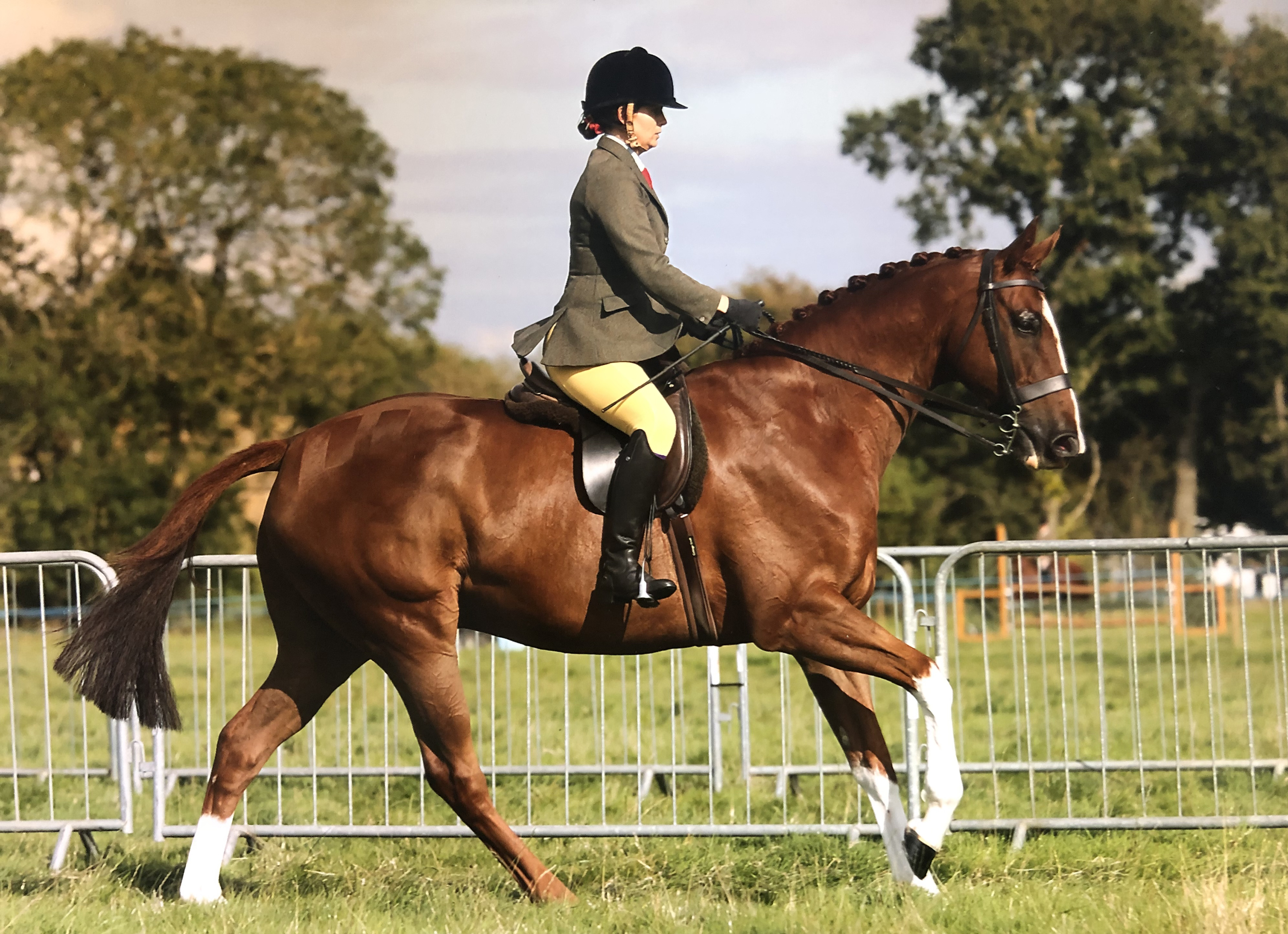 Ginger biscuits and mollichaff shine