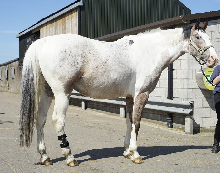 ArcEquine on a horses hind leg