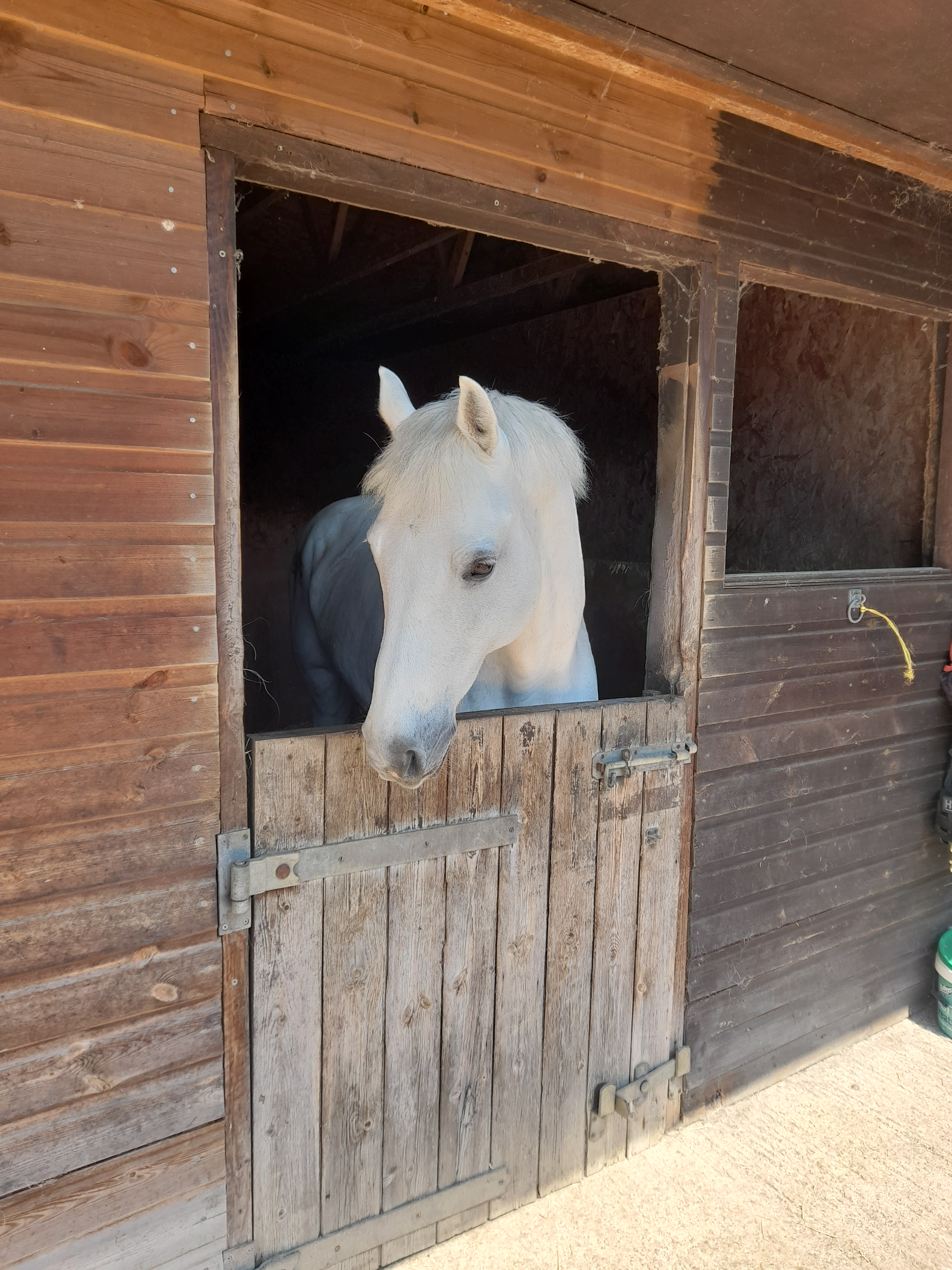 Buster stabled