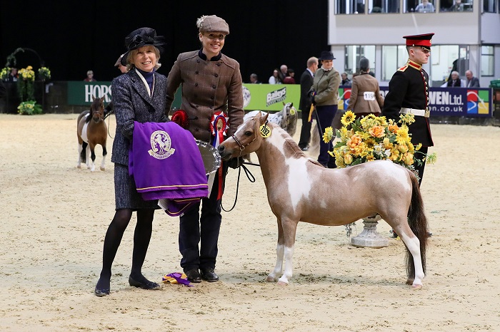 Miniature horse of the year champion hoys 2018