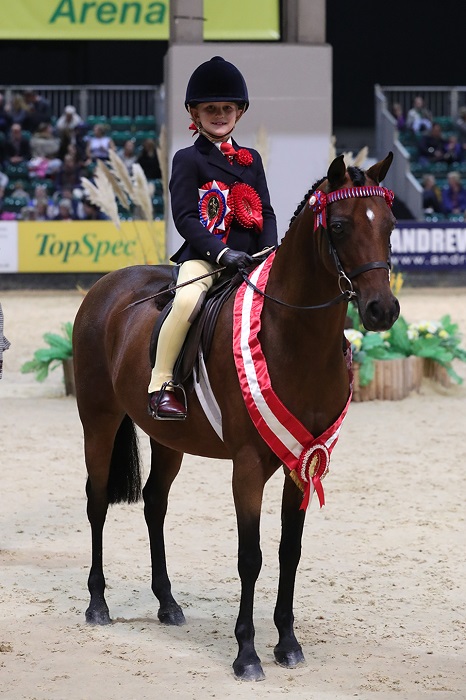 mini show pony of the year hoys 2018