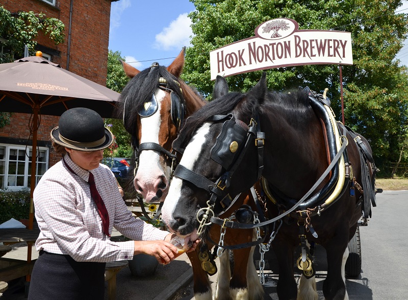 HORSE DRINKING BEER