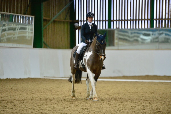 dressage