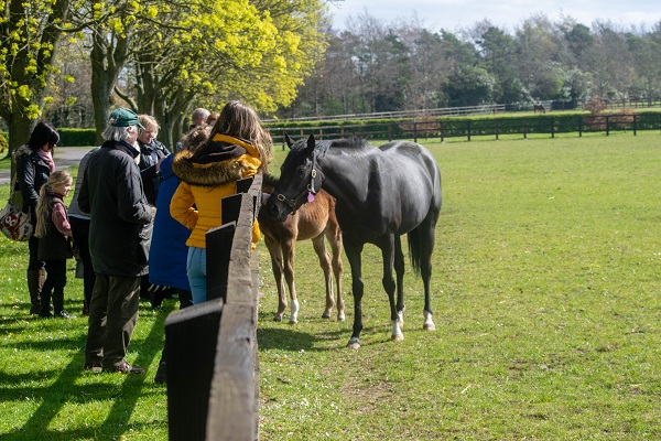 national stud visit