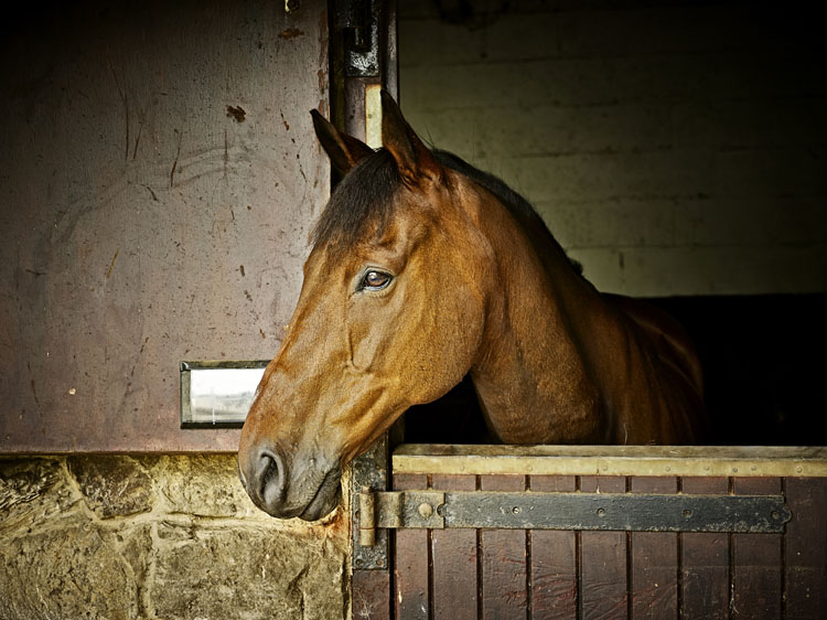 horsehage horse in stable