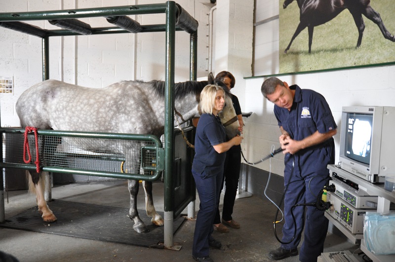 scoping a horse for EGUS Dengie