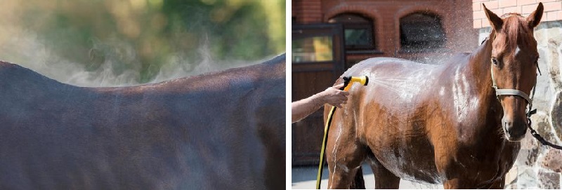 haygain horse sweating