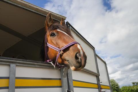 haygain horsebox image