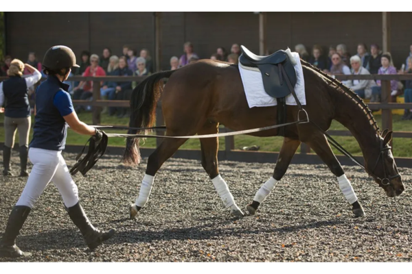 Moorcroft Equine Rehabilitation Centre Showcase Day May 2023