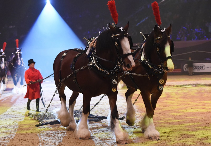 Heavy horses at HOYS