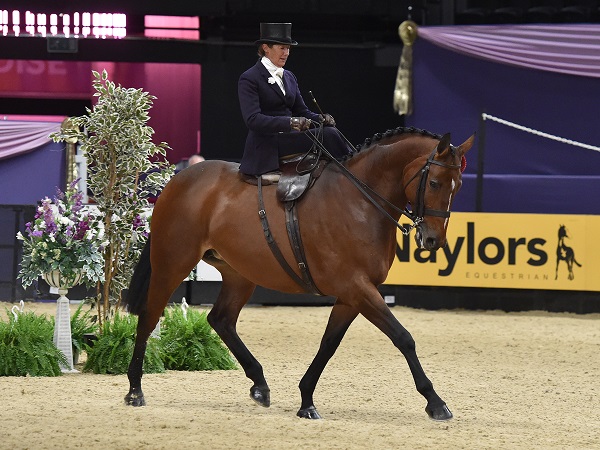 HOYS side saddle 