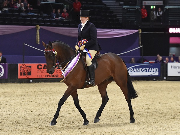 SEIB racehorse to riding horse HOYS