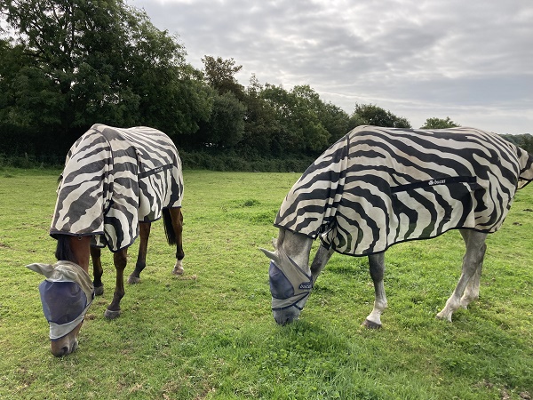 stripes