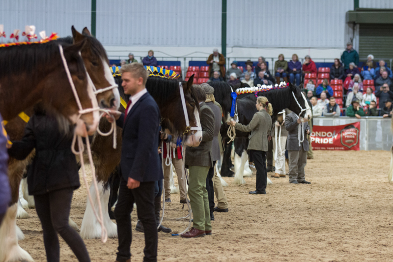 Shire horse show