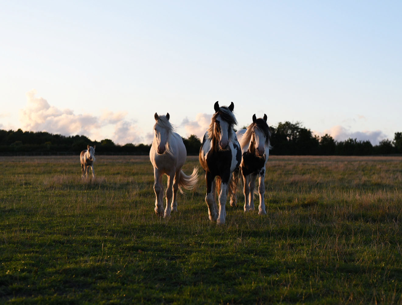 Redwings horses