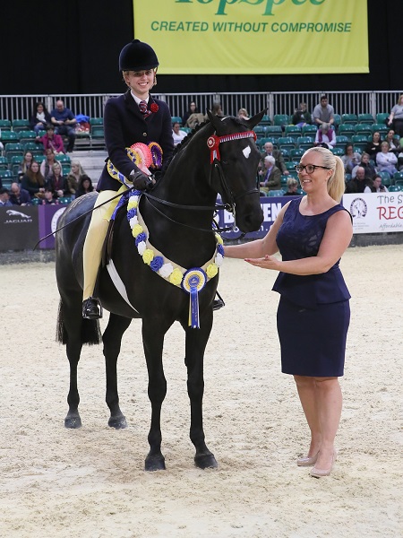 hoys ridden partbred