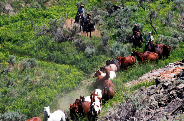 idaho ranch rider