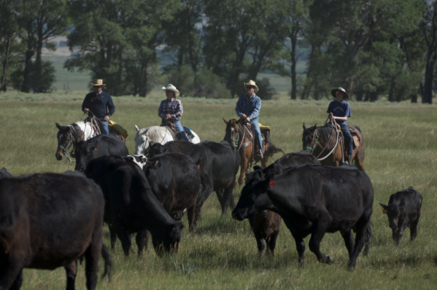 family cattle drive ranch rider