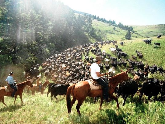 wyoming ranch 