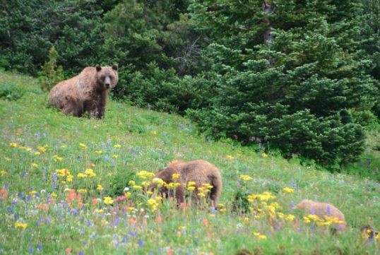 grizzly bears ranch rider