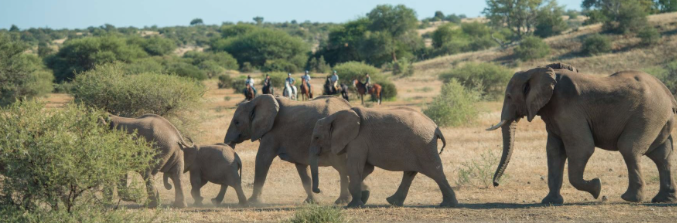 elephants ranch rider