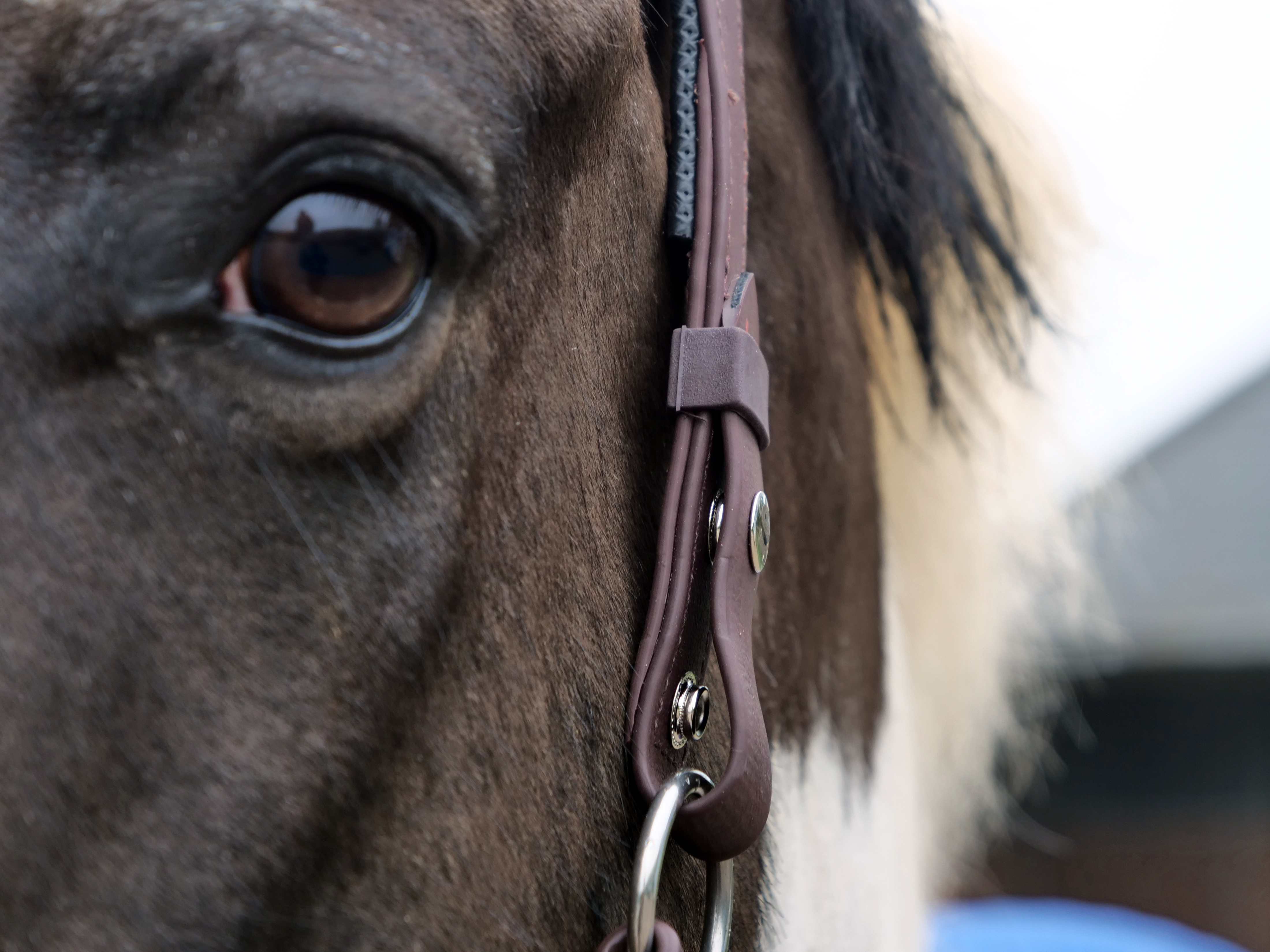 Stellar release headcollar equilibrium products