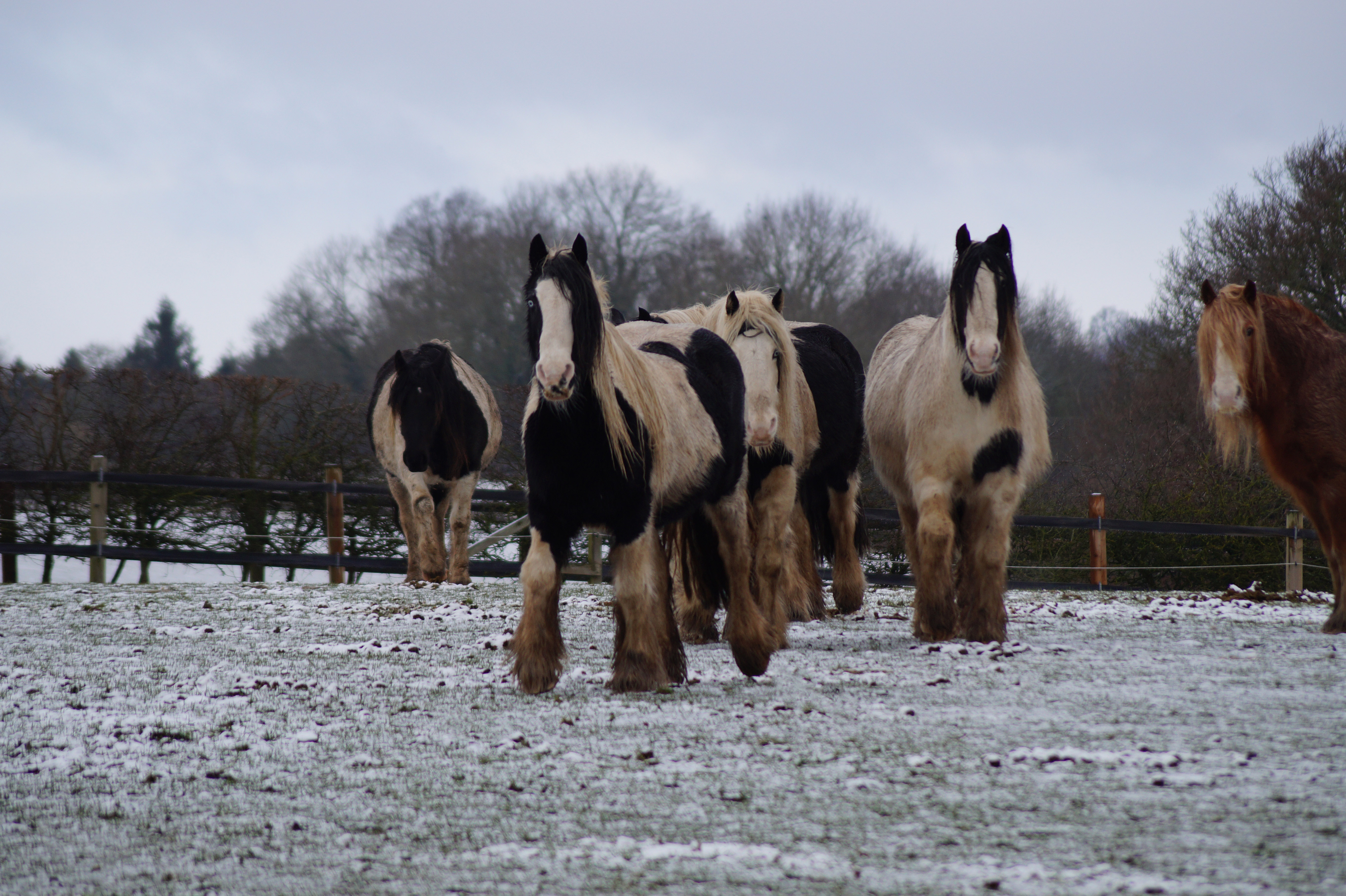 Redwings Straw Study horses