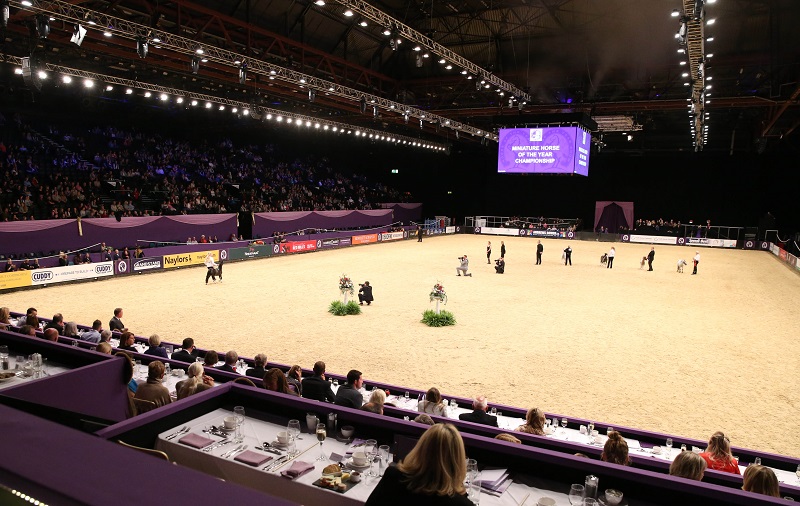 HOYS Arena Andrews Bowen