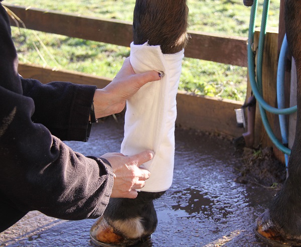 secondary layer bandaging horses