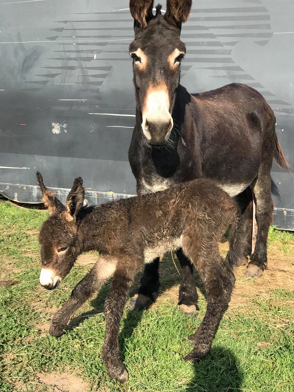 mollicaff donkey