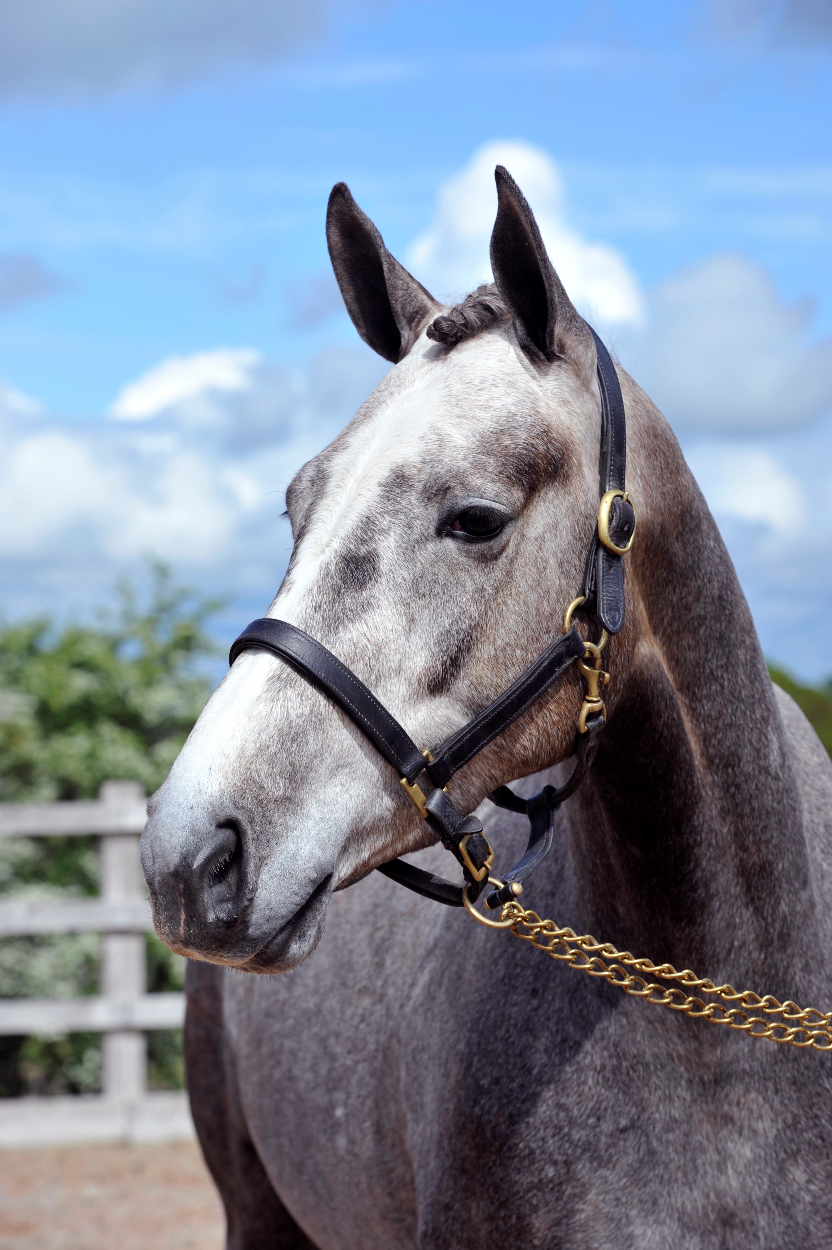 Bolesworth Golden ticket prize