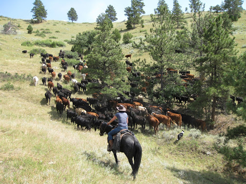 new haven working ranch ranch rider