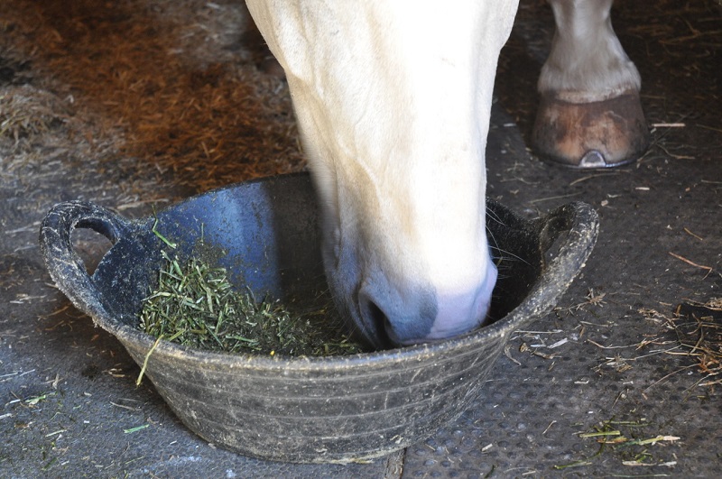 feeding fibre shortly before exercise Dengie