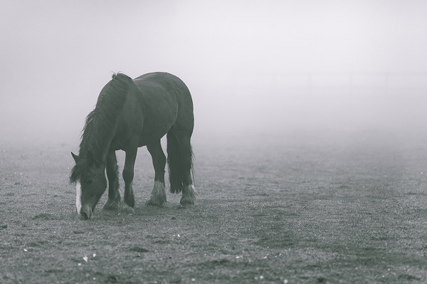 winterhorse