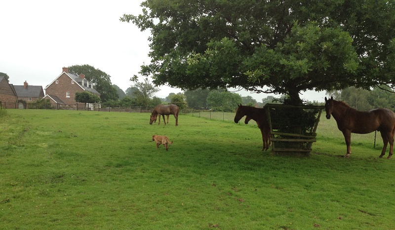 HORSES GRAZING