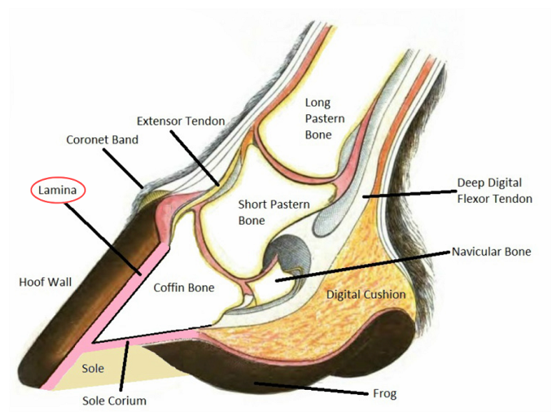 horse hoof health equestrian news