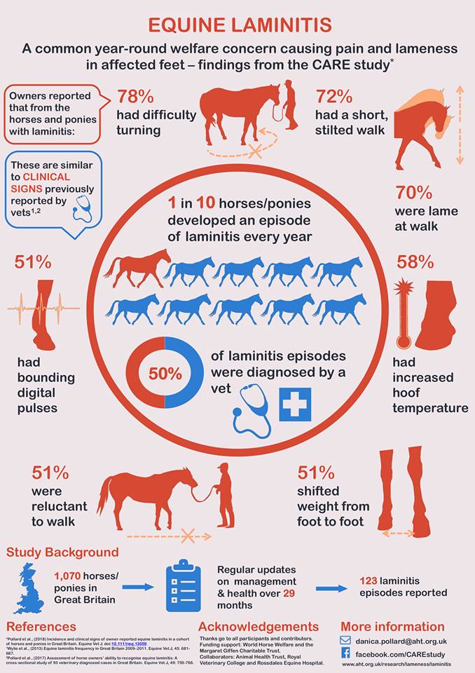 arc equine laminitis images