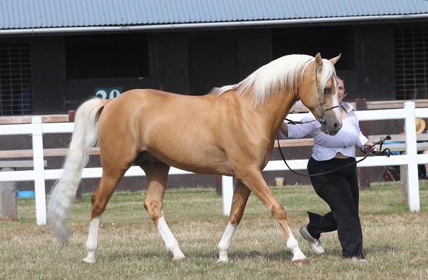 palomino