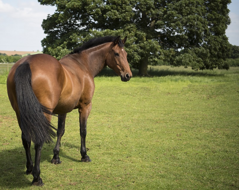 suregrow pasture