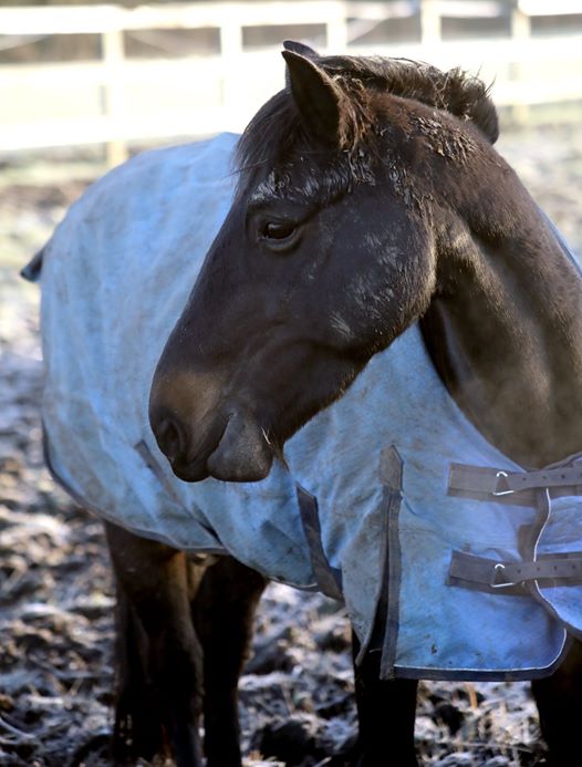 Pony rug david marlin