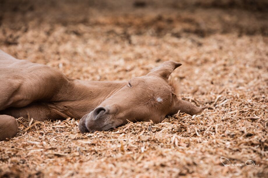 ranch rider name the western foal