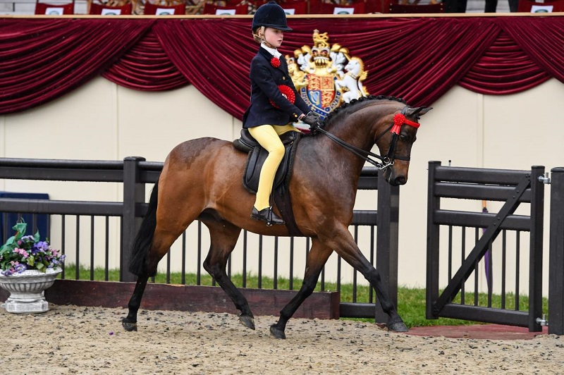 showpony rwhs 2018