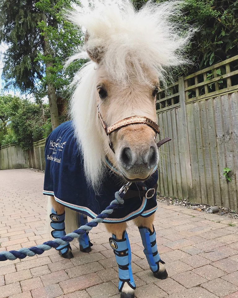 Teddy the shetland