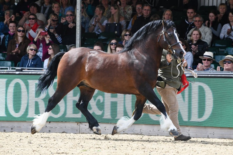 rwhs showing Welsh section C